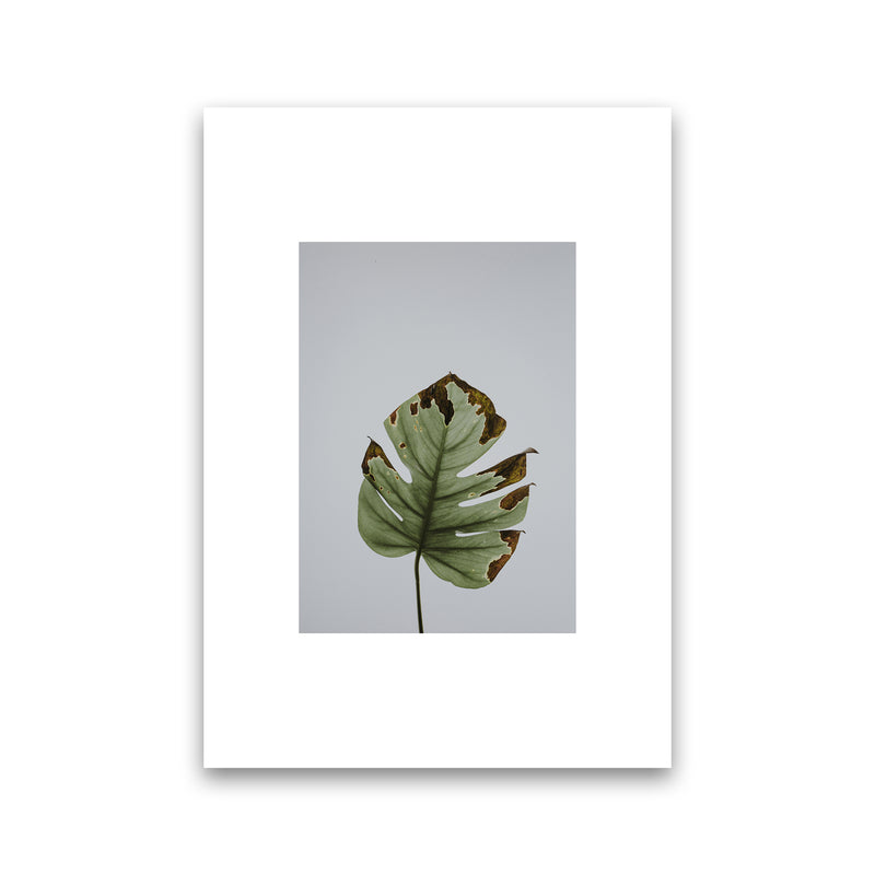 Old Leaf Grey Box  Art Print by Pixy Paper Print Only