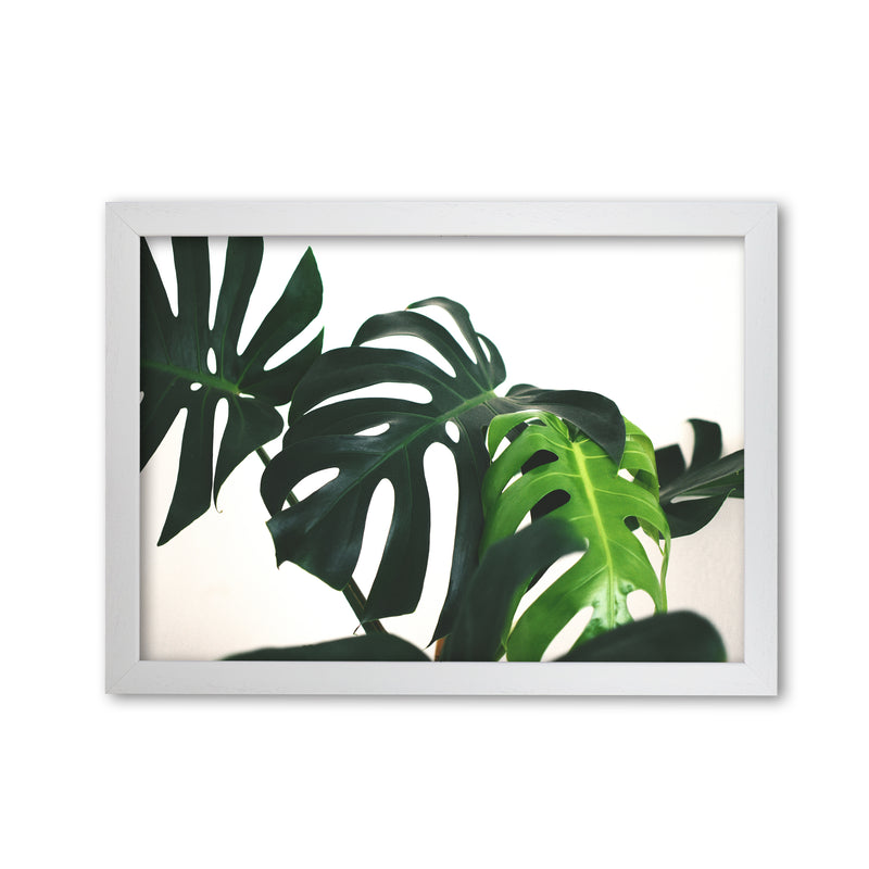 Monstera Leaf Landscape Modern Print, Framed Botanical & Nature Art Print White Grain