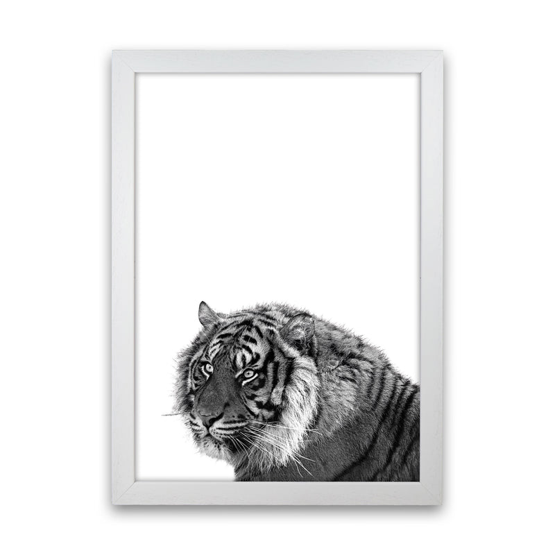 Black And White Tiger Modern Print Animal Art Print White Grain