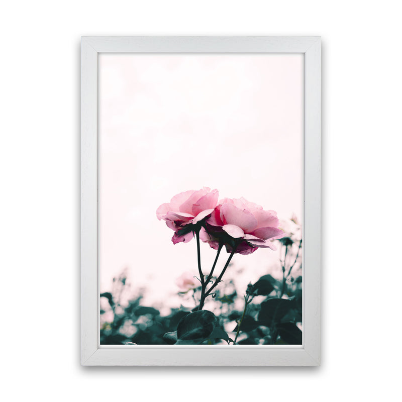 Pink Rose Modern Print, Framed Botanical & Nature Art Print White Grain