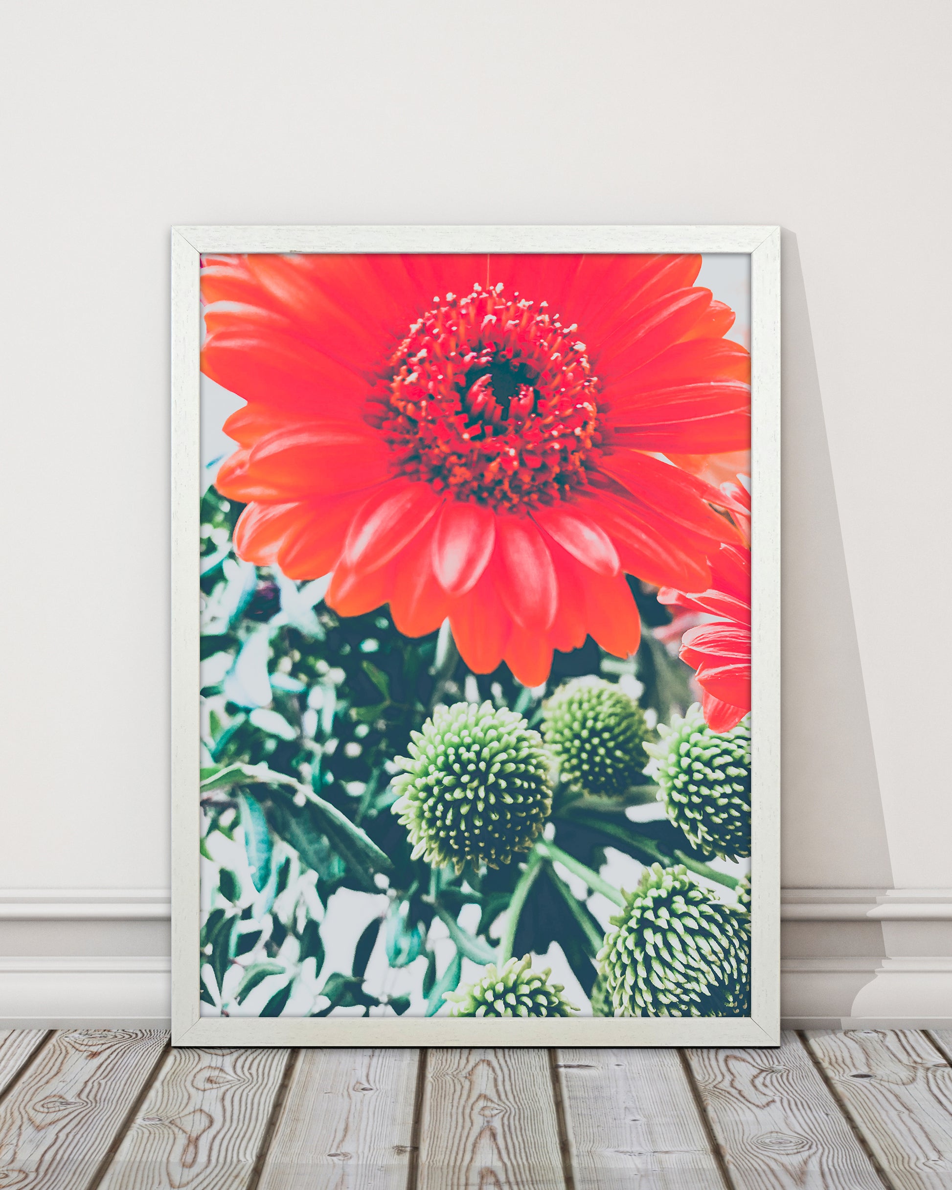 Gerbera Photography Art Print by Proper Job Studio