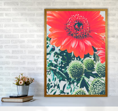 Gerbera Photography Art Print by Proper Job Studio A1 Print Only