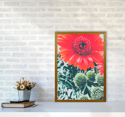 Gerbera Photography Art Print by Proper Job Studio A2 Print Only