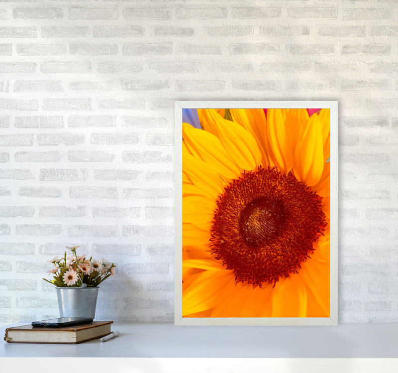 Sunflower Art Print by Proper Job Studio A2 Oak Frame