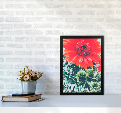 Gerbera Photography Art Print by Proper Job Studio A3 White Frame