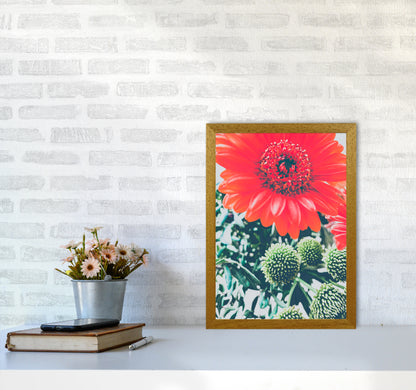 Gerbera Photography Art Print by Proper Job Studio A3 Print Only