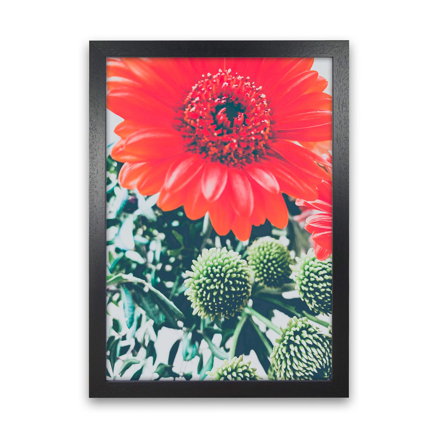 Gerbera Photography Art Print by Proper Job Studio Black Grain