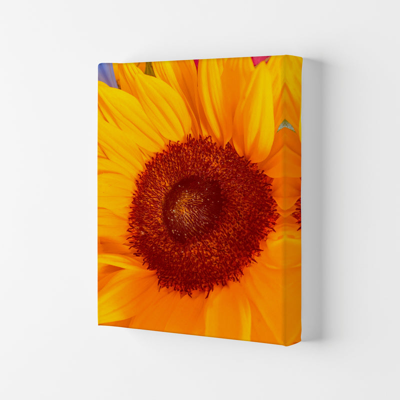 Sunflower Art Print by Proper Job Studio Canvas