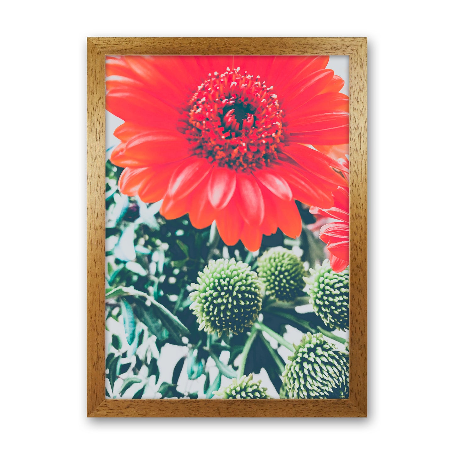 Gerbera Photography Art Print by Proper Job Studio Oak Grain