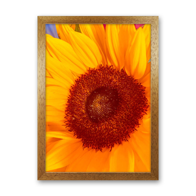Sunflower Art Print by Proper Job Studio Oak Grain
