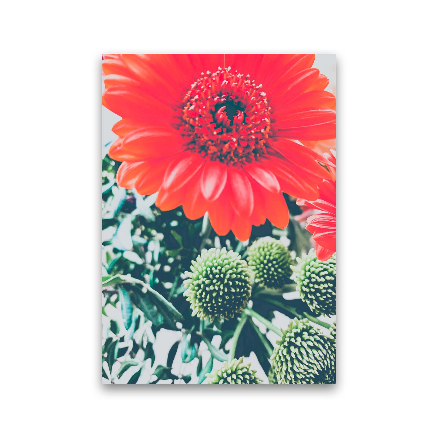 Gerbera Photography Art Print by Proper Job Studio Print Only