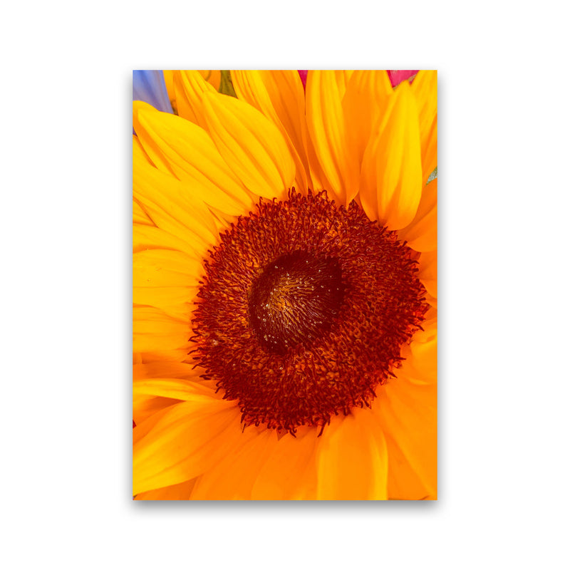 Sunflower Art Print by Proper Job Studio Print Only