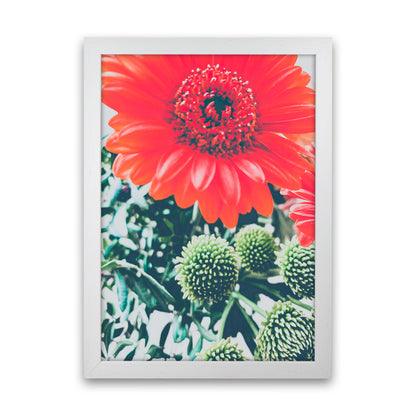 Gerbera Photography Art Print by Proper Job Studio White Grain