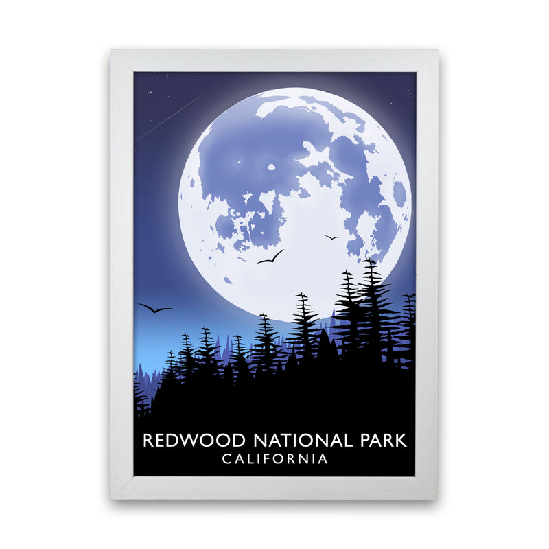 Redwood National Park California Travel Art Print by Richard O'Neill White Grain