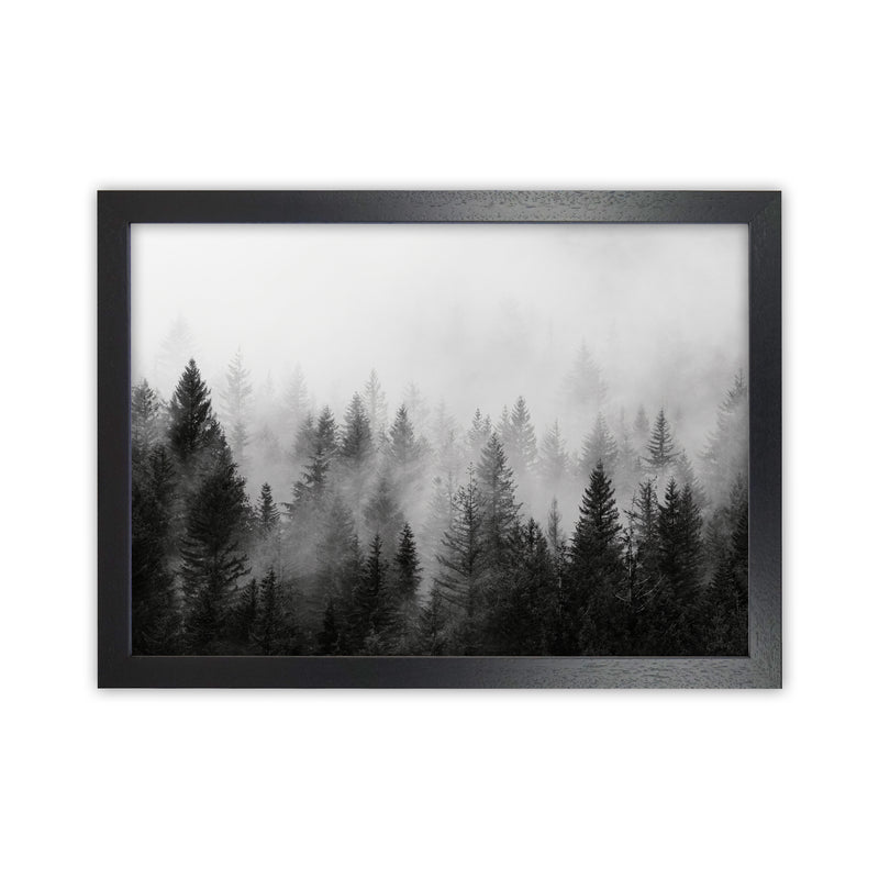 B&W Forest Photography Art Print by Seven Trees Design Black Grain