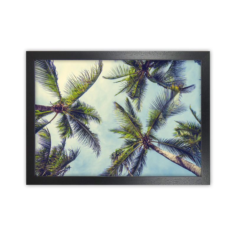 The Palms Photography Art Print by Seven Trees Design Black Grain