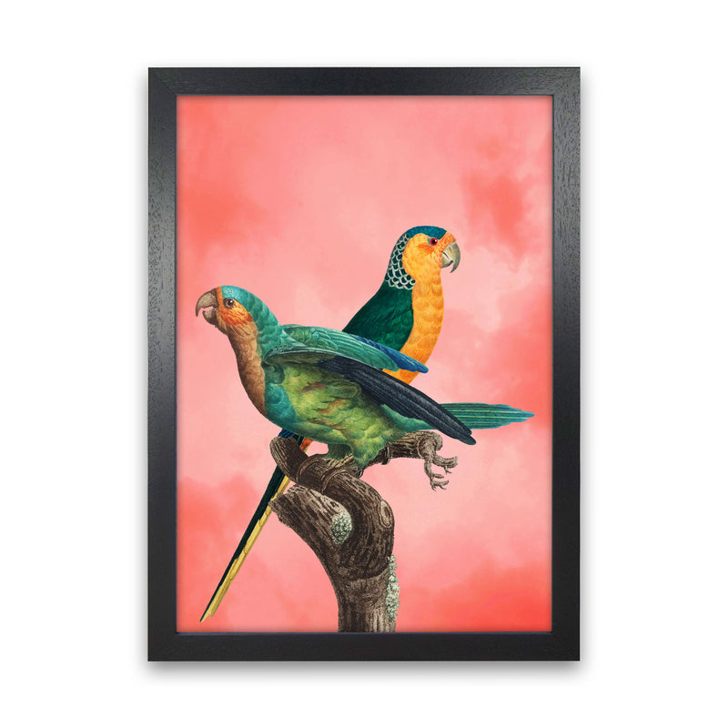 The Birds and the pink sky II Art Print by Seven Trees Design Black Grain
