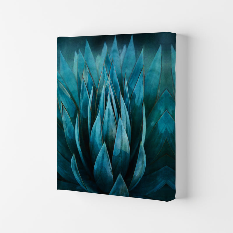 Blue Succulent Art Print by Seven Trees Design Canvas