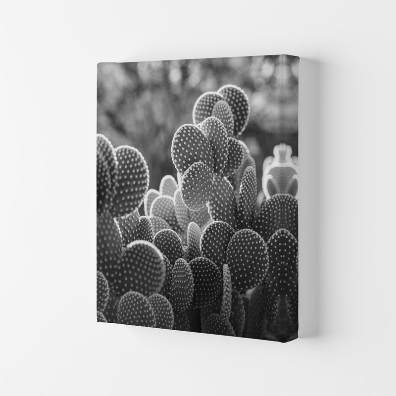 The Cacti Cactus Photography Art Print by Seven Trees Design Canvas