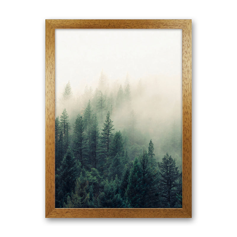 The Fog And The Forest II Photography Art Print by Seven Trees Design Oak Grain