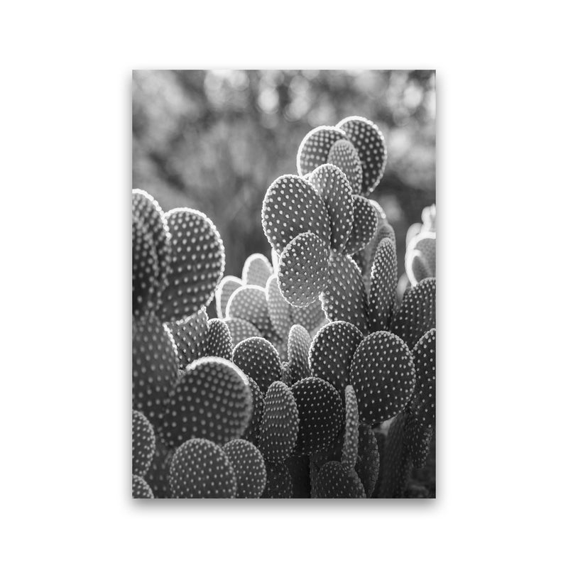 The Cacti Cactus B&W Art Print by Seven Trees Design Print Only