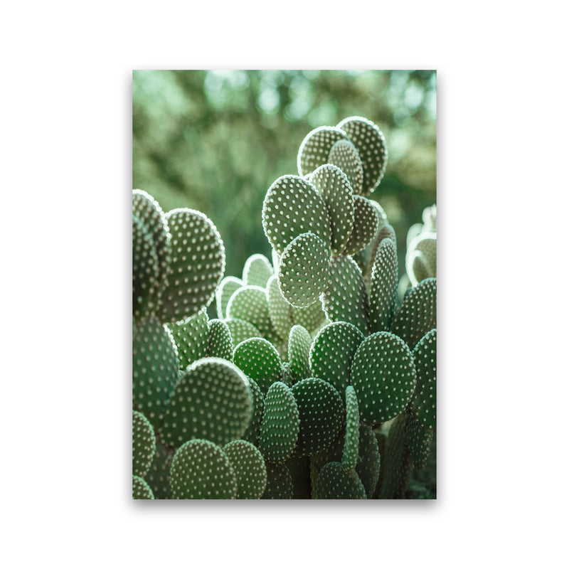The Cacti Cactus Photography Art Print by Seven Trees Design Print Only