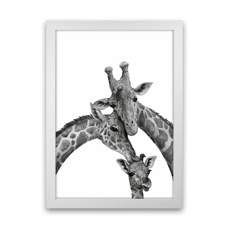 Giraffe Family Photography Art Print by Seven Trees Design White Grain