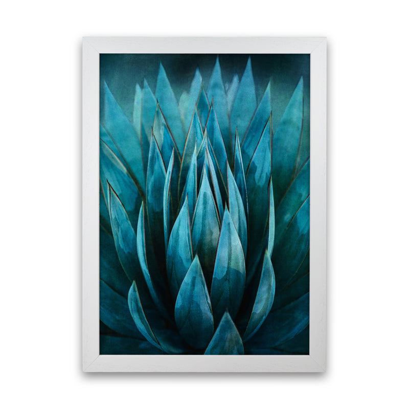 Blue Succulent Art Print by Seven Trees Design White Grain