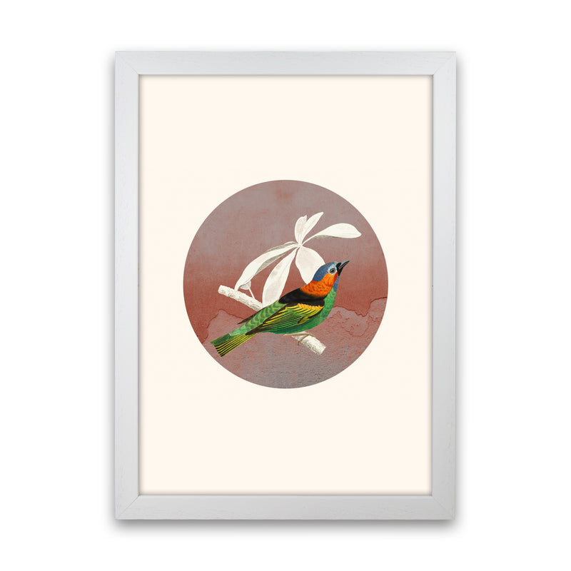 Bird Collage II Art Print by Seven Trees Design White Grain