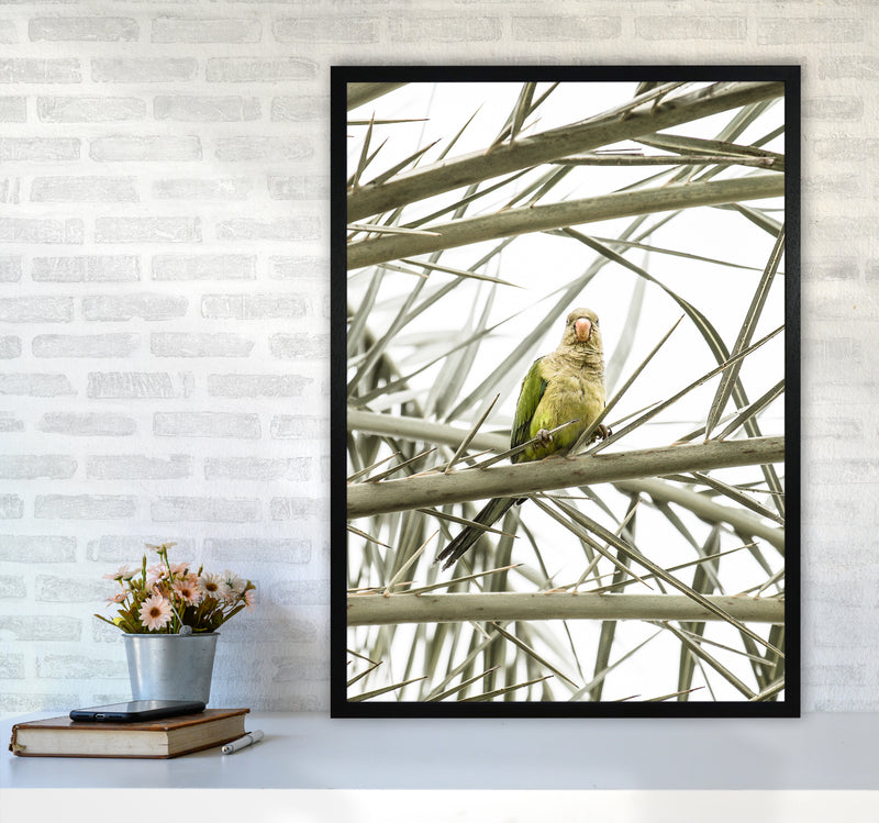 Parrot Photography Print by Victoria Frost A1 White Frame