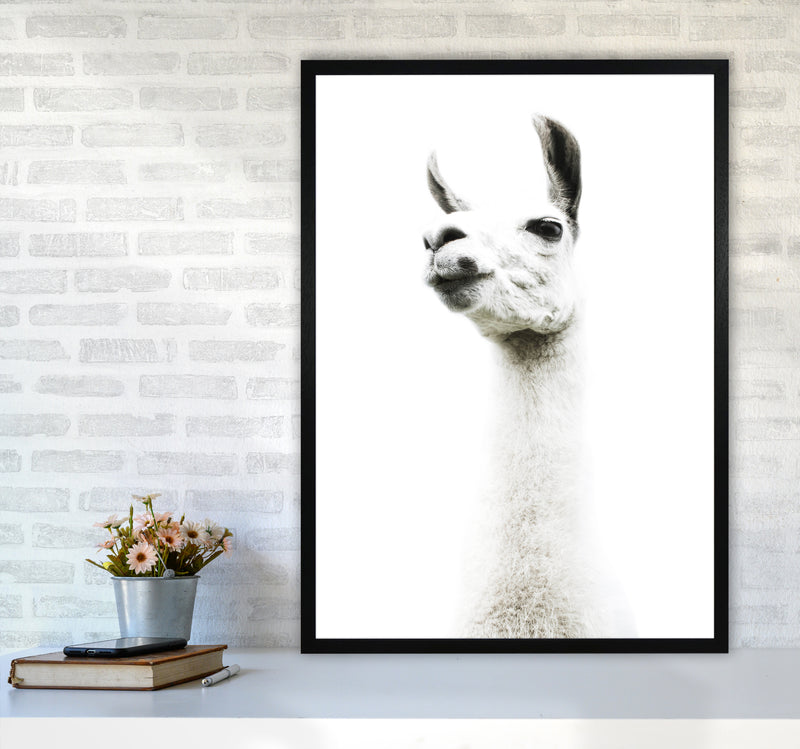 Llama II Photography Print by Victoria Frost A1 White Frame