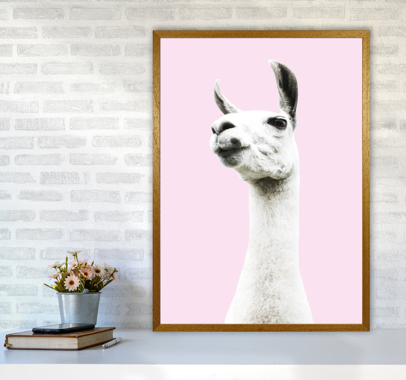 Pink Llama Photography Print by Victoria Frost A1 Print Only