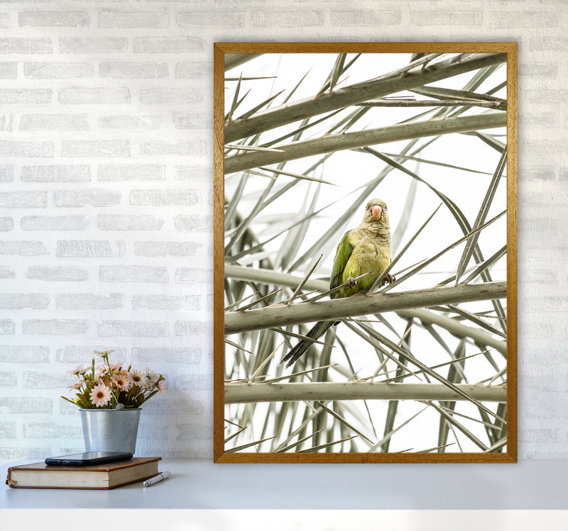 Parrot Photography Print by Victoria Frost A1 Print Only