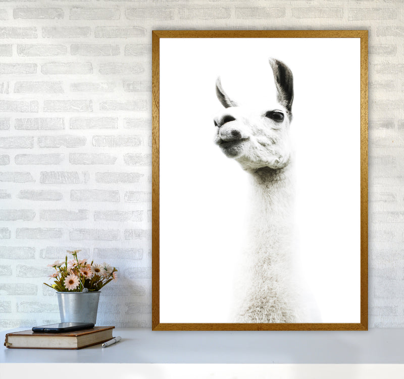 Llama II Photography Print by Victoria Frost A1 Print Only