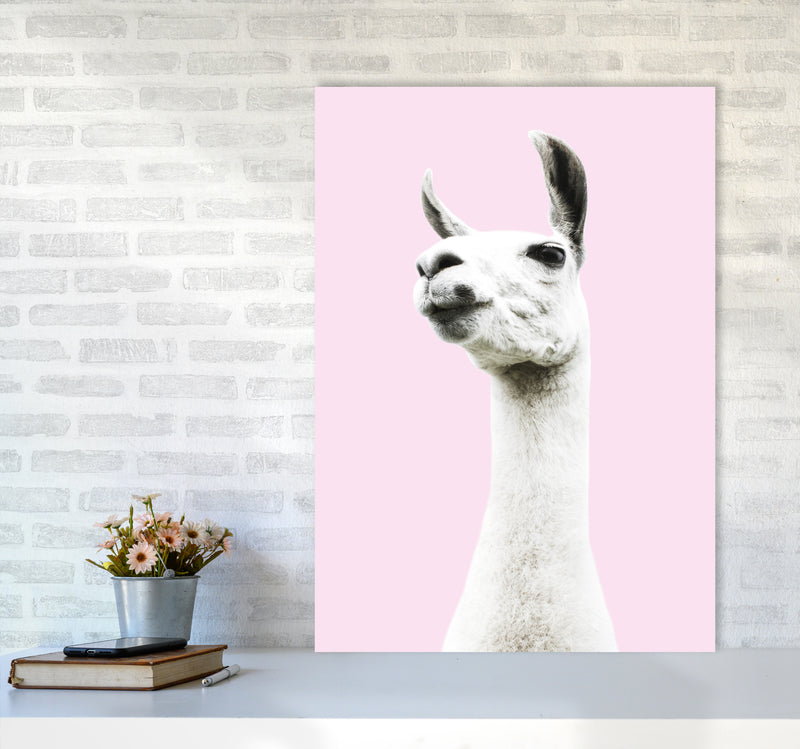 Pink Llama Photography Print by Victoria Frost A1 Black Frame