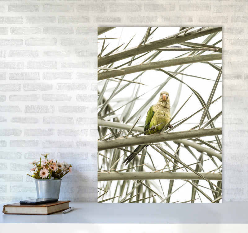 Parrot Photography Print by Victoria Frost A1 Black Frame