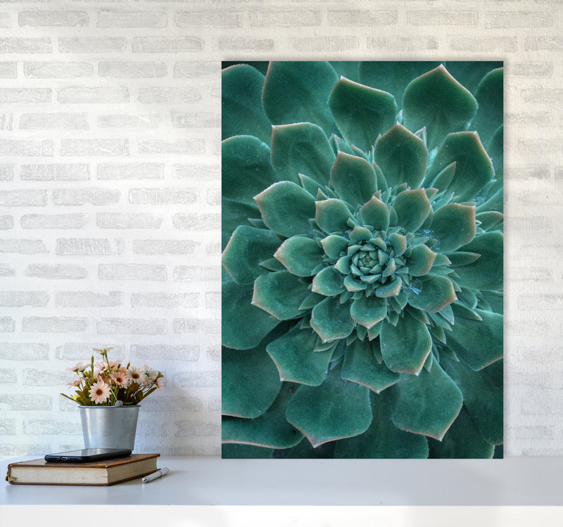 Green Succulent Plant Photography Print by Victoria Frost A1 Black Frame