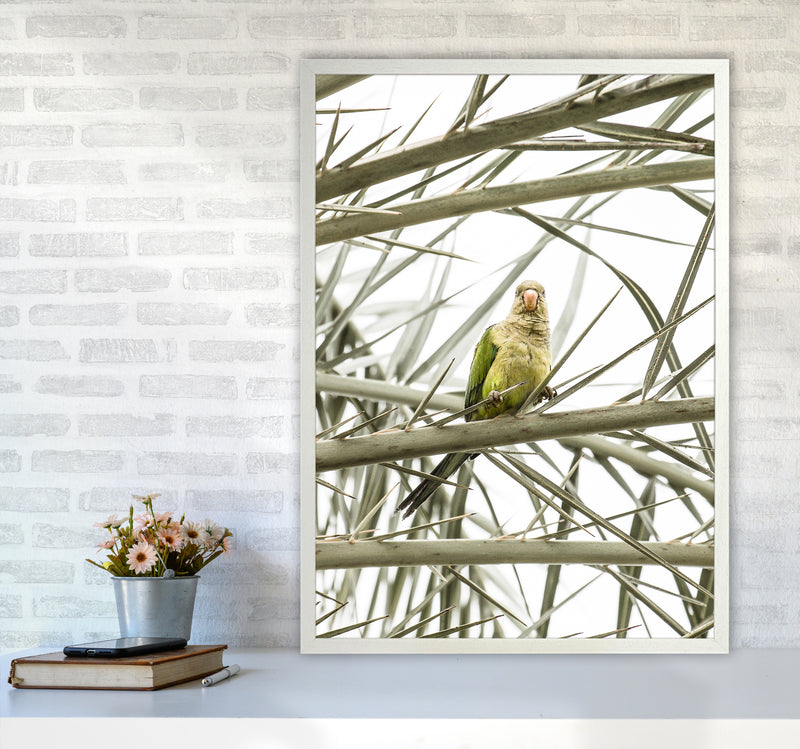 Parrot Photography Print by Victoria Frost A1 Oak Frame