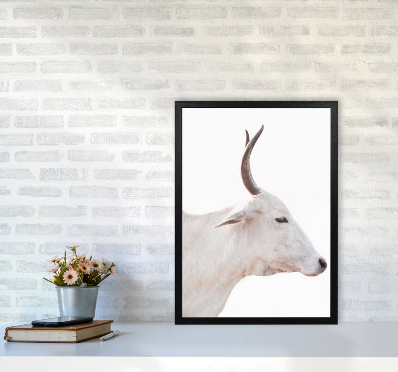 White Cow II Photography Print by Victoria Frost A2 White Frame