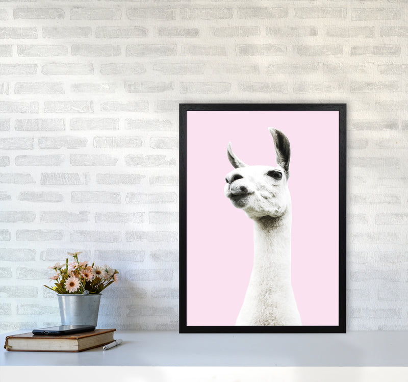 Pink Llama Photography Print by Victoria Frost A2 White Frame
