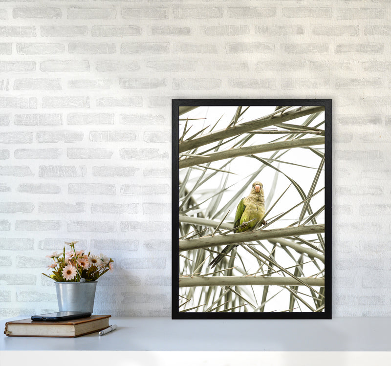 Parrot Photography Print by Victoria Frost A2 White Frame