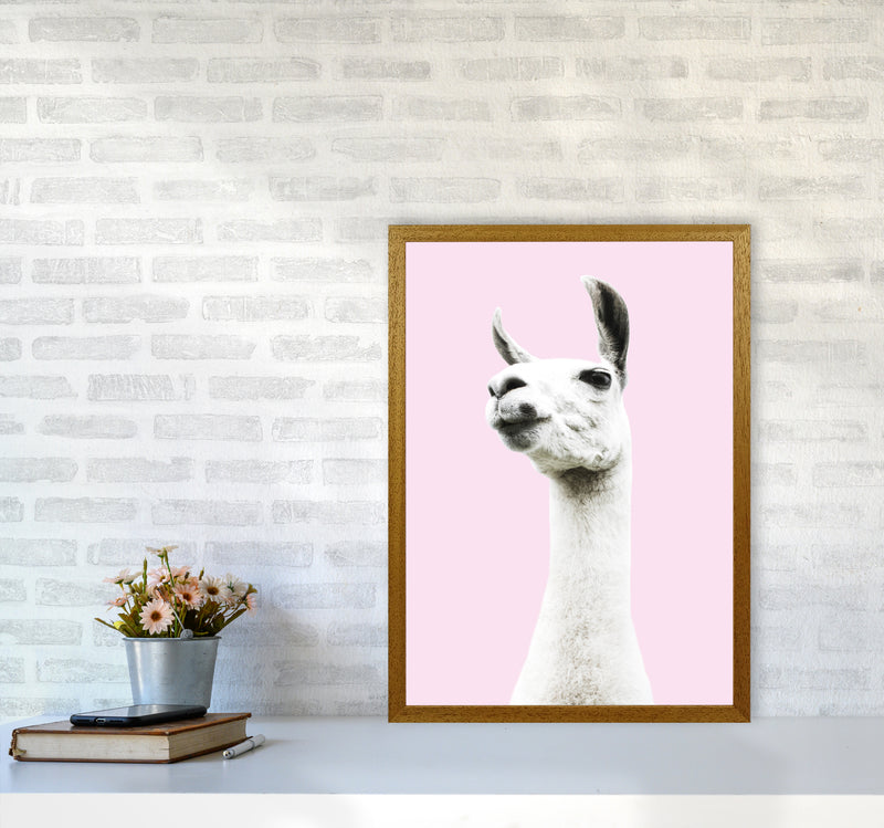 Pink Llama Photography Print by Victoria Frost A2 Print Only