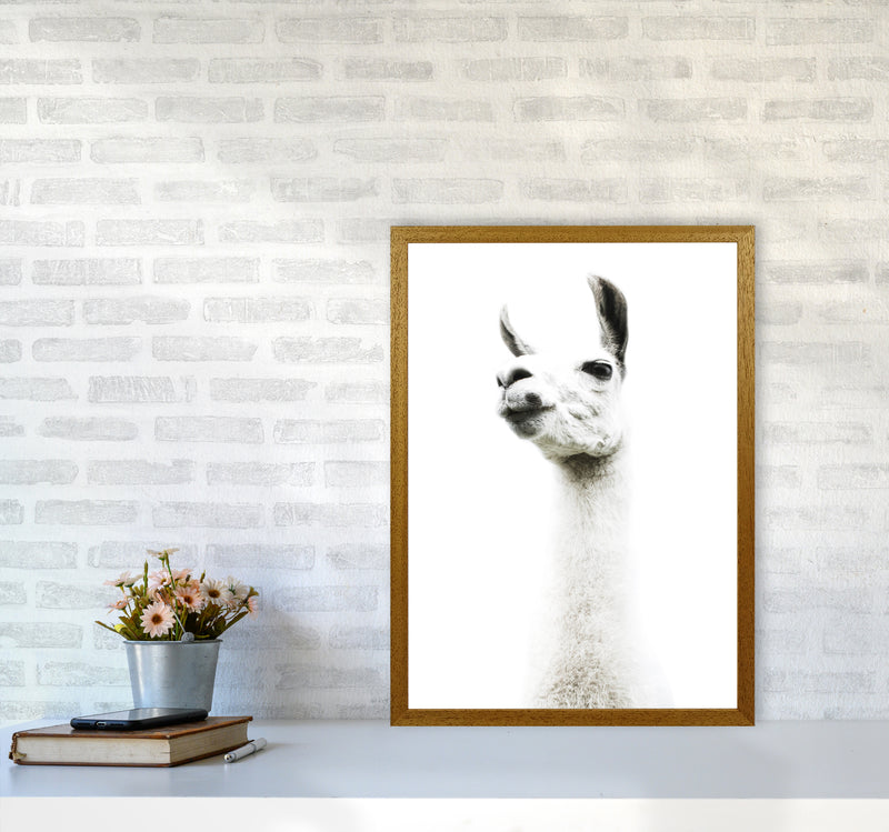 Llama II Photography Print by Victoria Frost A2 Print Only