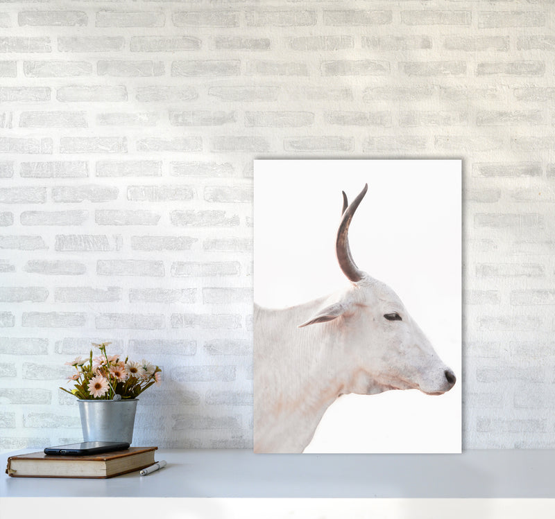 White Cow II Photography Print by Victoria Frost A2 Black Frame