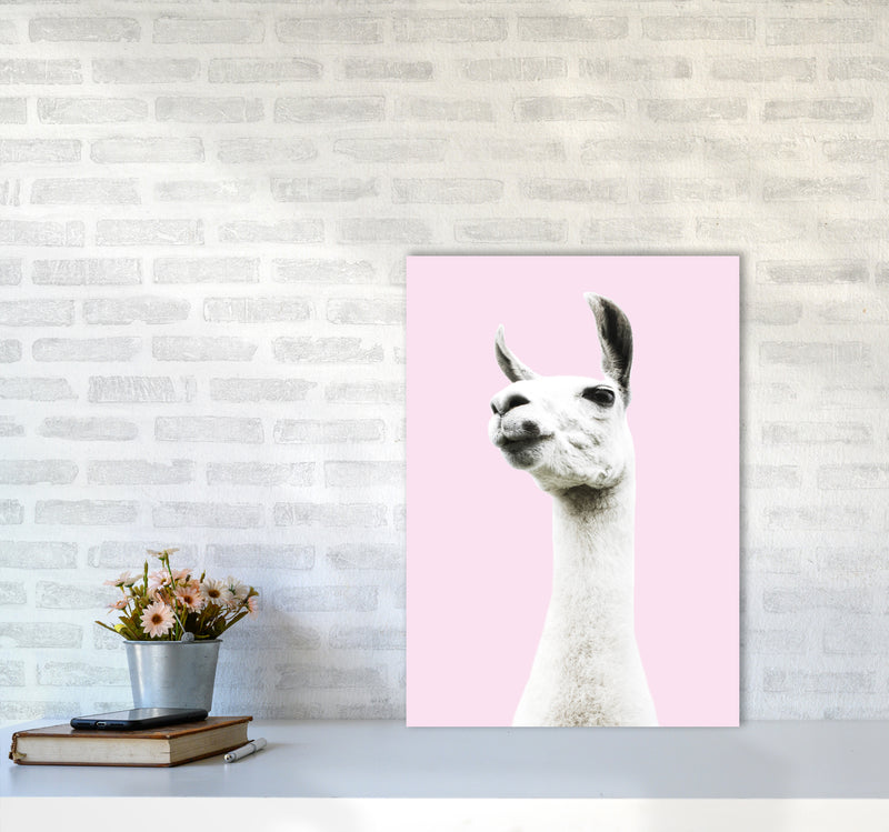 Pink Llama Photography Print by Victoria Frost A2 Black Frame
