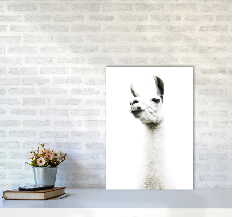 Llama II Photography Print by Victoria Frost A2 Black Frame