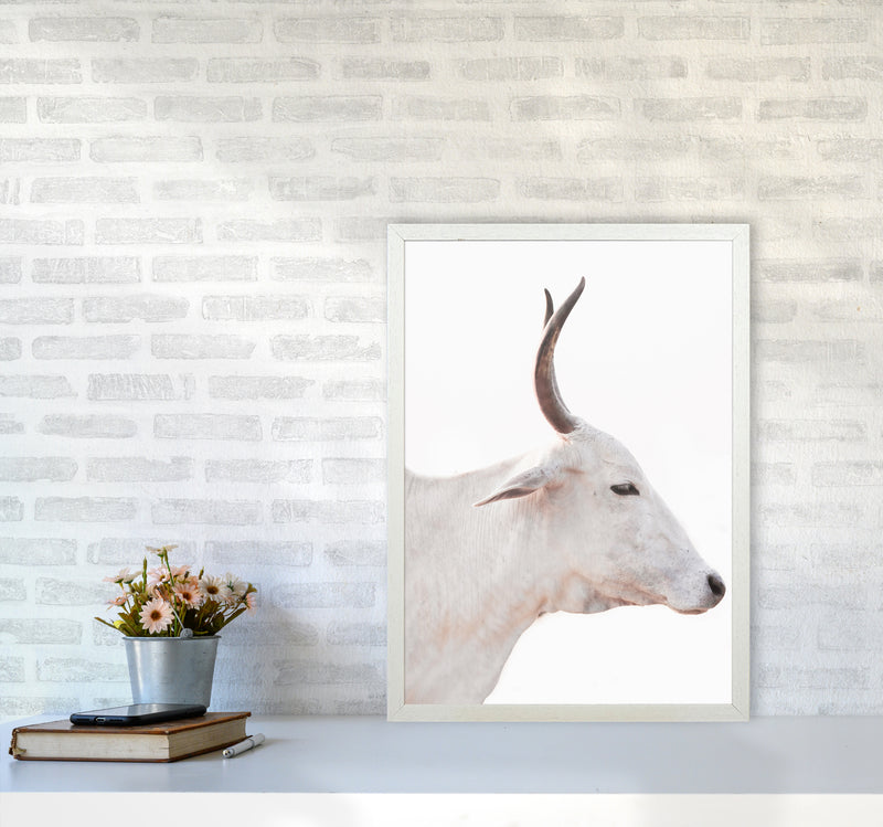 White Cow II Photography Print by Victoria Frost A2 Oak Frame