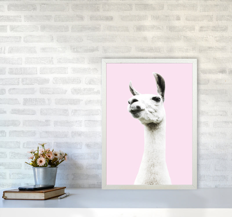 Pink Llama Photography Print by Victoria Frost A2 Oak Frame