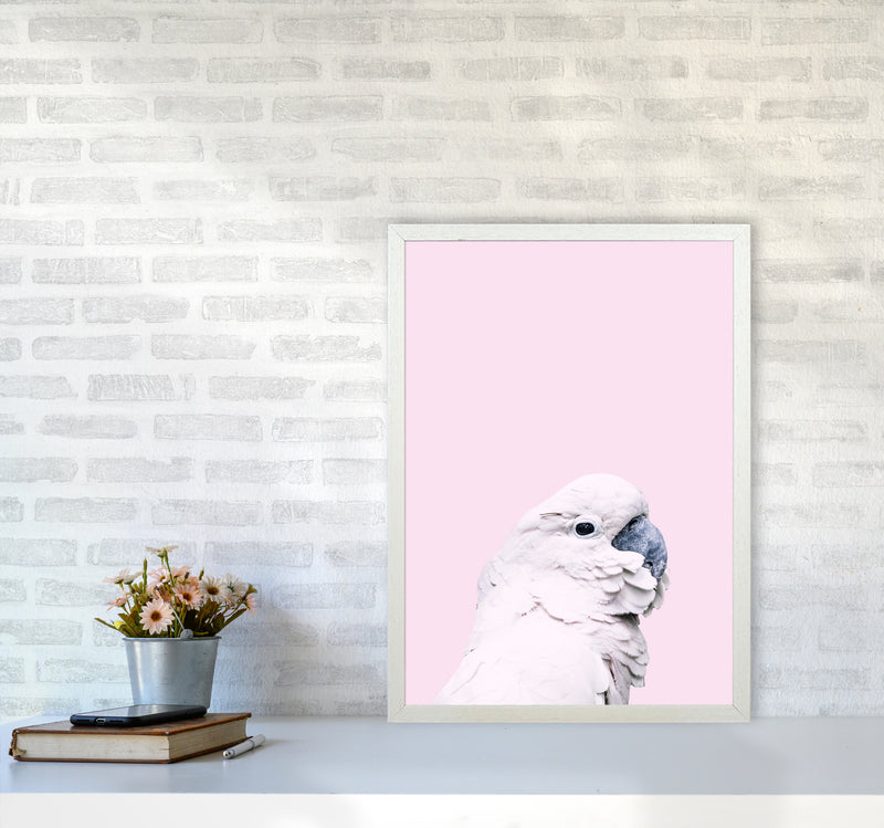 Pink Cockatoo Photography Print by Victoria Frost A2 Oak Frame