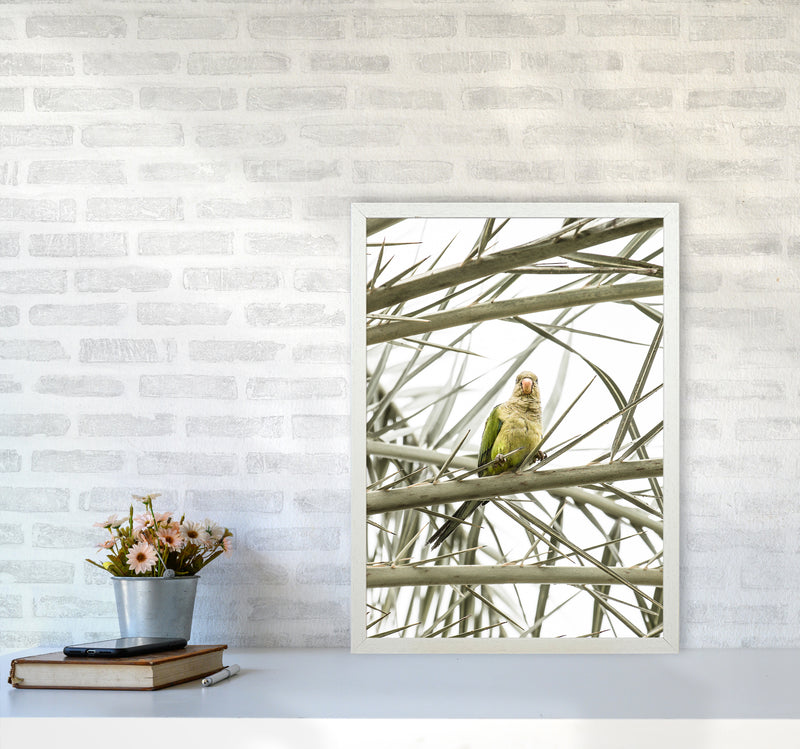 Parrot Photography Print by Victoria Frost A2 Oak Frame